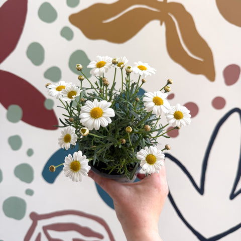 Argyranthemum frutescens 'La Rita White' - White Marguerite Daisy - Sprouts of Bristol