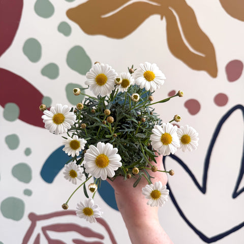 Argyranthemum frutescens 'La Rita White' - White Marguerite Daisy - Sprouts of Bristol