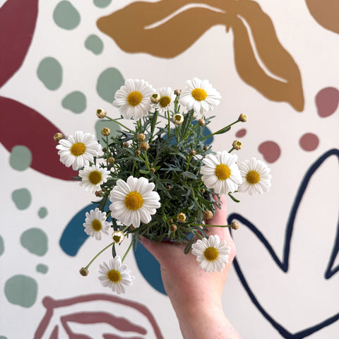 Argyranthemum frutescens 'La Rita White' - White Marguerite Daisy - Sprouts of Bristol