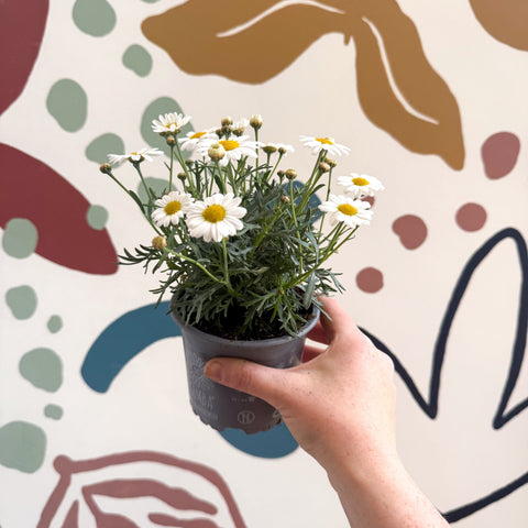 Argyranthemum frutescens 'La Rita White' - White Marguerite Daisy - Sprouts of Bristol