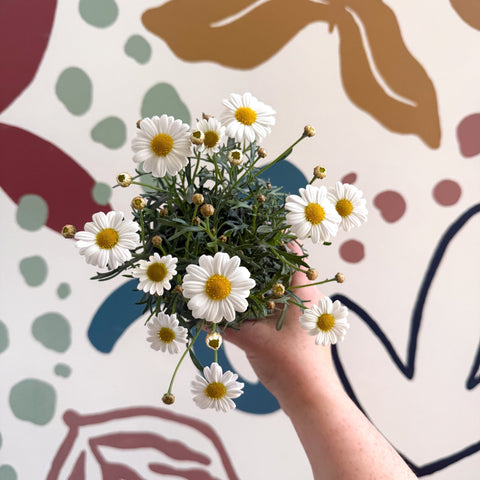 Argyranthemum frutescens 'La Rita White' - White Marguerite Daisy - Sprouts of Bristol