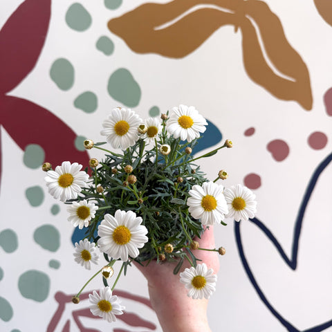Argyranthemum frutescens 'La Rita White' - White Marguerite Daisy - Sprouts of Bristol