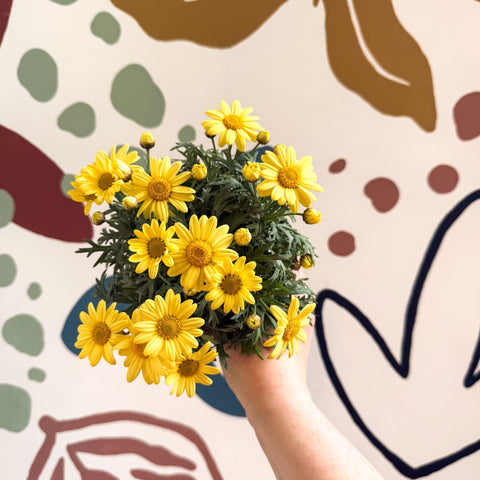 Argyranthemum frutescens 'La Rita Yellow' - Yellow Marguerite Daisy - Sprouts of Bristol