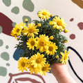 Argyranthemum frutescens 'La Rita Yellow' - Yellow Marguerite Daisy - Sprouts of Bristol