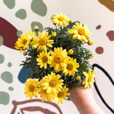 Argyranthemum frutescens 'La Rita Yellow' - Yellow Marguerite Daisy - Sprouts of Bristol