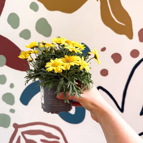 Argyranthemum frutescens 'La Rita Yellow' - Yellow Marguerite Daisy - Sprouts of Bristol