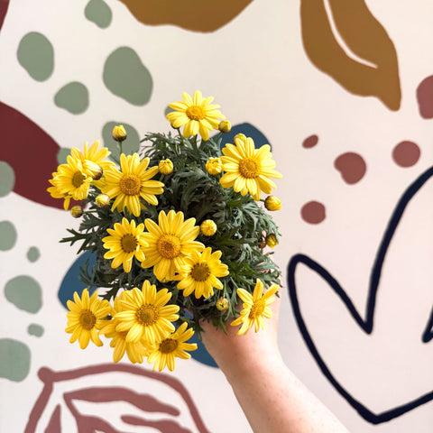 Argyranthemum frutescens 'La Rita Yellow' - Yellow Marguerite Daisy - Sprouts of Bristol