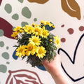 Argyranthemum frutescens 'La Rita Yellow' - Yellow Marguerite Daisy - Sprouts of Bristol