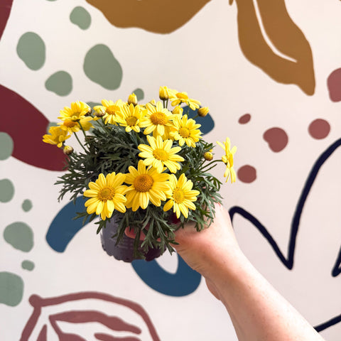Argyranthemum frutescens 'La Rita Yellow' - Yellow Marguerite Daisy - Sprouts of Bristol