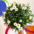 Argyranthemum frutescens - White Marguerite Daisy - Sprouts of Bristol