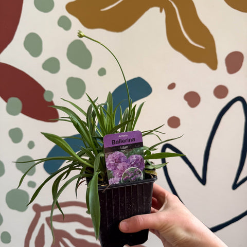 Armeria pseudarmeria 'Ballerina Lilac' - Sea Thrift - British Grown Evergreen Perennial Alpine - Sprouts of Bristol