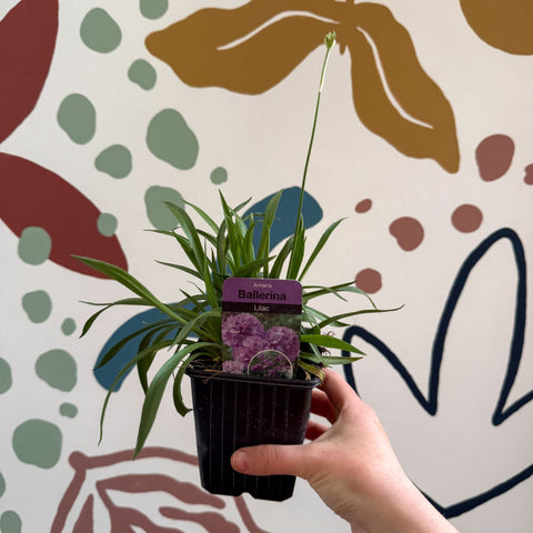 Armeria pseudarmeria 'Ballerina Lilac' - Sea Thrift - British Grown Evergreen Perennial Alpine - Sprouts of Bristol