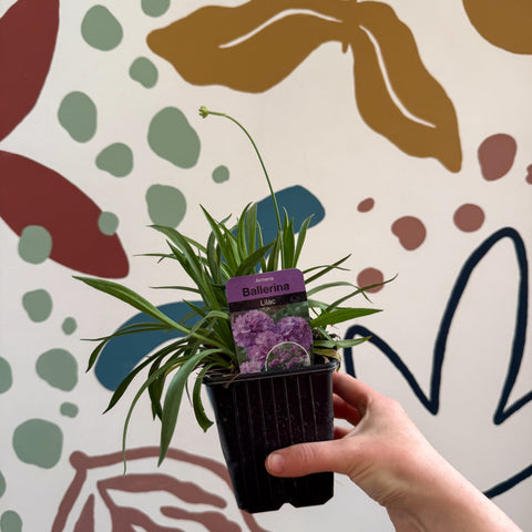 Armeria pseudarmeria 'Ballerina Lilac' - Sea Thrift - British Grown Evergreen Perennial Alpine - Sprouts of Bristol