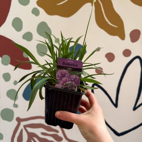 Armeria pseudarmeria 'Ballerina Lilac' - Sea Thrift - British Grown Evergreen Perennial Alpine - Sprouts of Bristol