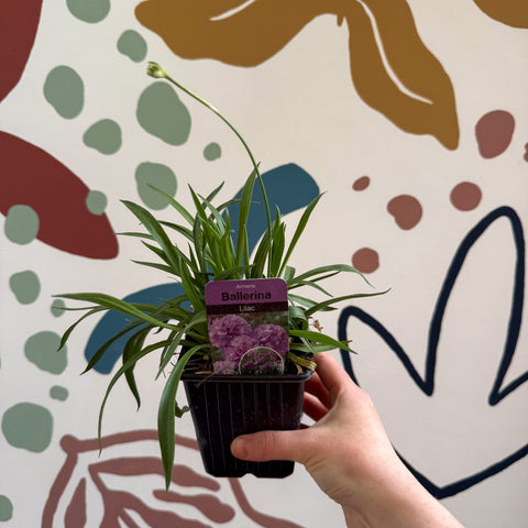 Armeria pseudarmeria 'Ballerina Lilac' - Sea Thrift - British Grown Evergreen Perennial Alpine - Sprouts of Bristol