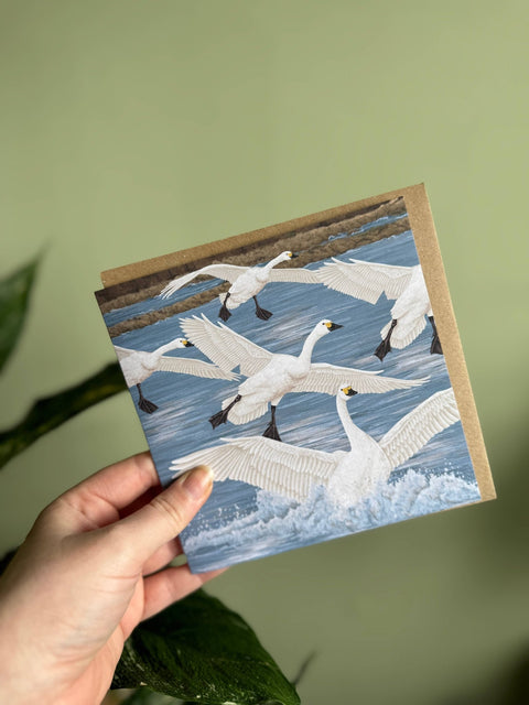 'Arrival of Bewick's Swans' Illustrated Greetings Card - Sprouts of Bristol