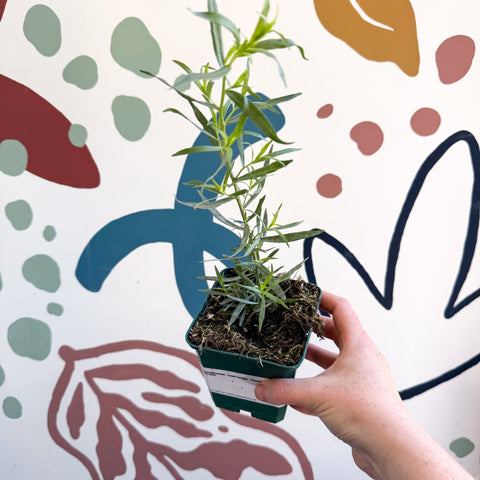 Artemisia dracunculus - French Tarragon - Cotswolds Grown Culinary Herbs - Sprouts of Bristol