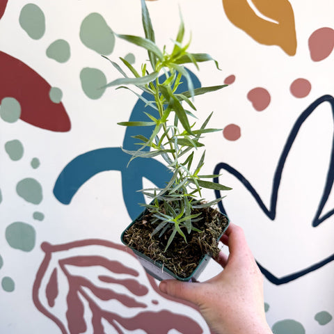 Artemisia dracunculus - French Tarragon - Cotswolds Grown Culinary Herbs - Sprouts of Bristol