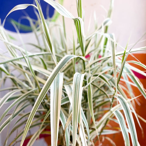 Arundo donax 'Ely' - Varigated Dwarf Reed Grass - Sprouts of Bristol