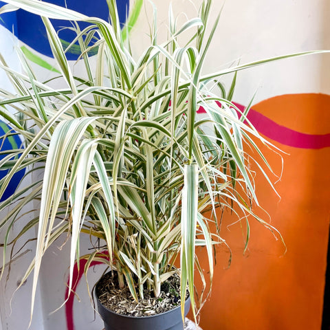 Arundo donax 'Ely' - Varigated Dwarf Reed Grass - Sprouts of Bristol