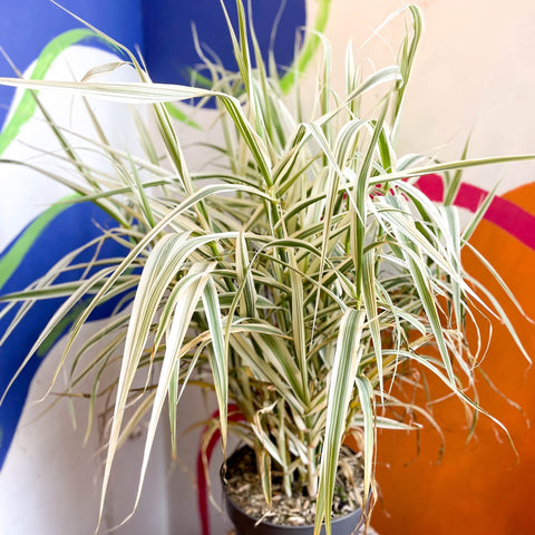 Arundo donax 'Ely' - Varigated Dwarf Reed Grass - Sprouts of Bristol