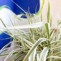 Arundo donax 'Ely' - Varigated Dwarf Reed Grass - Sprouts of Bristol