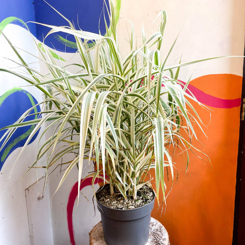 Arundo donax 'Ely' - Varigated Dwarf Reed Grass - Sprouts of Bristol