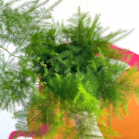 Asparagus setaceus - Asparagus Fern - Sprouts of Bristol