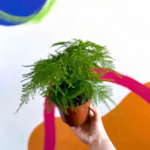 Asparagus setaceus - Asparagus Fern - Sprouts of Bristol