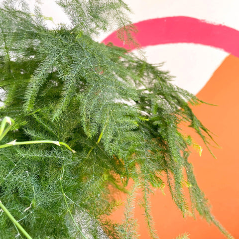 Asparagus setaceus - Asparagus Fern - Sprouts of Bristol