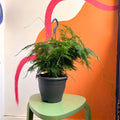 Asparagus setaceus - Asparagus Fern - Sprouts of Bristol