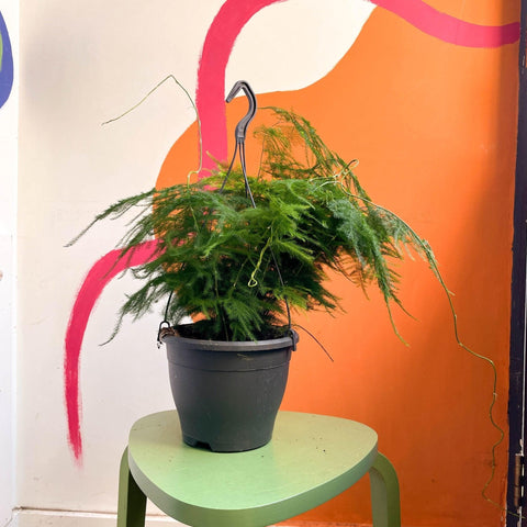 Asparagus setaceus - Asparagus Fern - Sprouts of Bristol