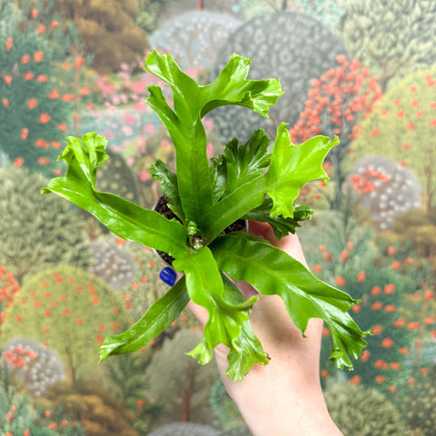 birds nest leslie fern Asplenium antiquum 'Leslie'