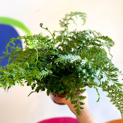 Asplenium parvati - Mother Fern - Sprouts of Bristol