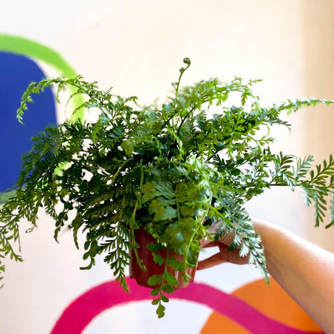 Asplenium parvati - Mother Fern - Sprouts of Bristol
