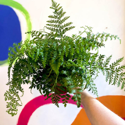 Asplenium parvati - Mother Fern - Sprouts of Bristol