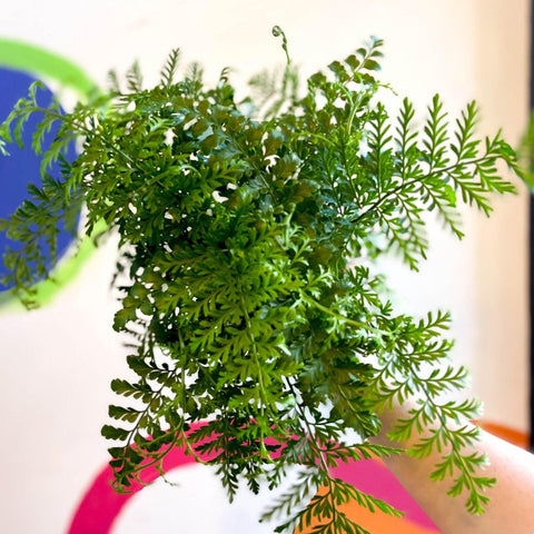 Asplenium parvati - Mother Fern - Sprouts of Bristol