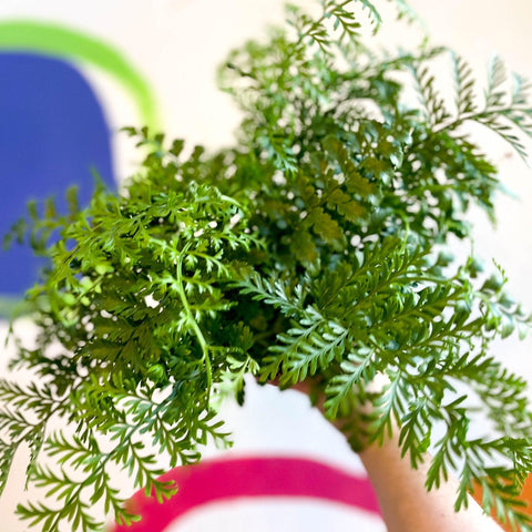 Asplenium parvati - Mother Fern - Sprouts of Bristol