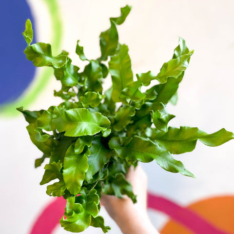 Asplenium scolopendrium - Hart's Tongue Fern [Hardy Evergreen] - Sprouts of Bristol