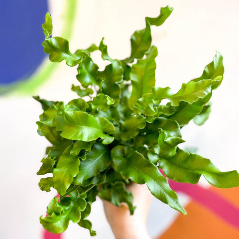 Asplenium scolopendrium - Hart's Tongue Fern [Hardy Evergreen] - Sprouts of Bristol