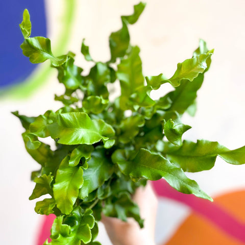 Asplenium scolopendrium - Hart's Tongue Fern [Hardy Evergreen] - Sprouts of Bristol