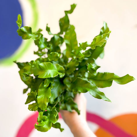 Asplenium scolopendrium - Hart's Tongue Fern [Hardy Evergreen] - Sprouts of Bristol