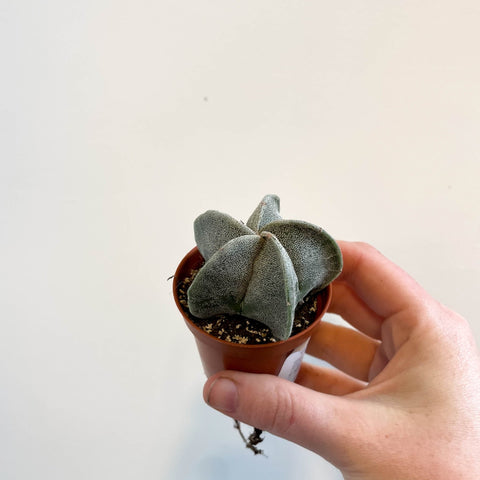 Astrophytum myriostigma - Bishop's Cap Cactus - Sprouts of Bristol