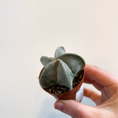 Astrophytum myriostigma - Bishop's Cap Cactus - Sprouts of Bristol