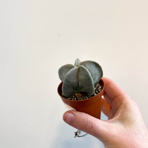 Astrophytum myriostigma - Bishop's Cap Cactus - Sprouts of Bristol