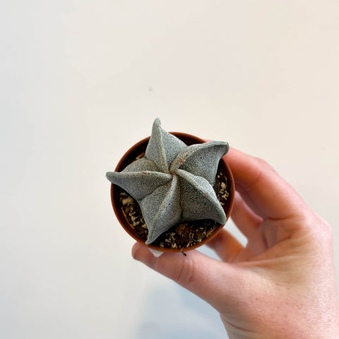 Astrophytum myriostigma - Bishop's Cap Cactus - Sprouts of Bristol