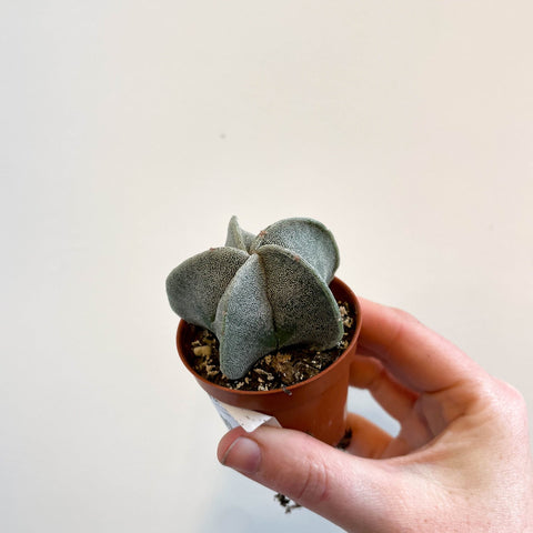 bishop's cap succulent Astrophytum myriostigma