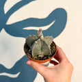 Astrophytum myriostigma - Bishop's Cap Cactus - Sprouts of Bristol