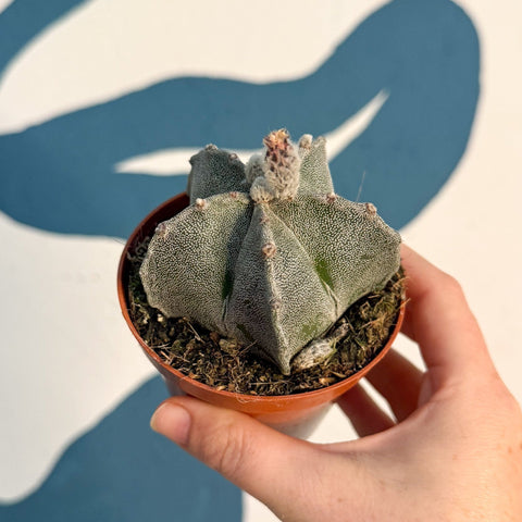 Astrophytum myriostigma - Bishop's Cap Cactus - Sprouts of Bristol