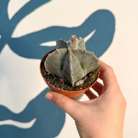 Astrophytum myriostigma - Bishop's Cap Cactus - Sprouts of Bristol